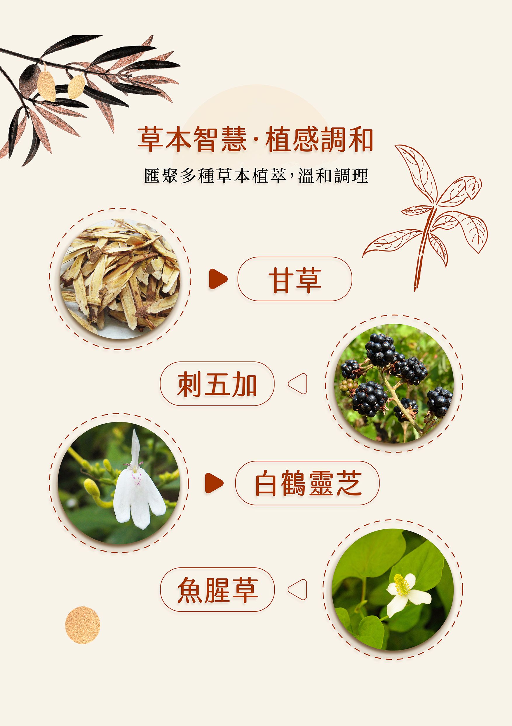 參蕺茶_03.jpg