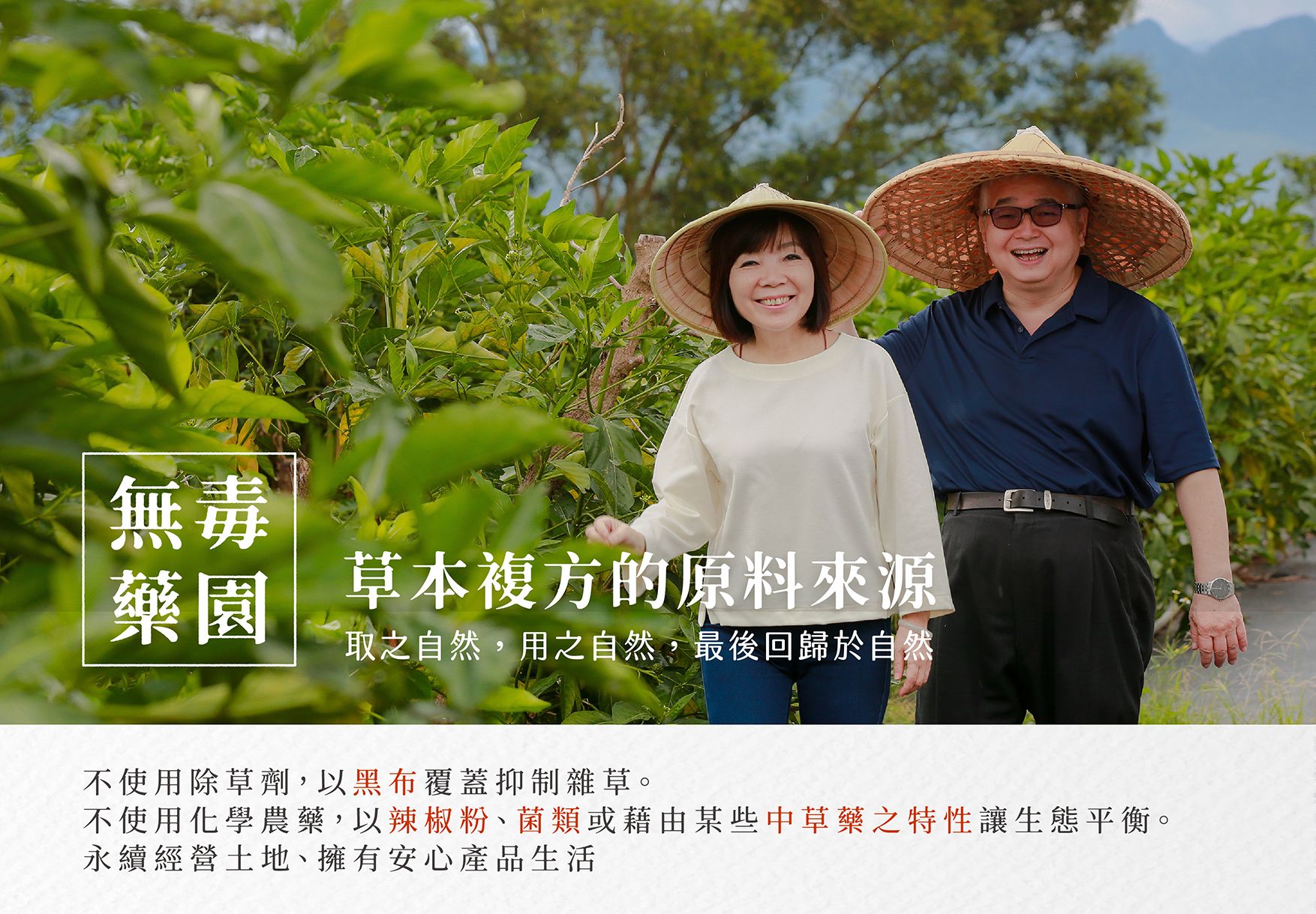 參蕺茶_08.jpg
